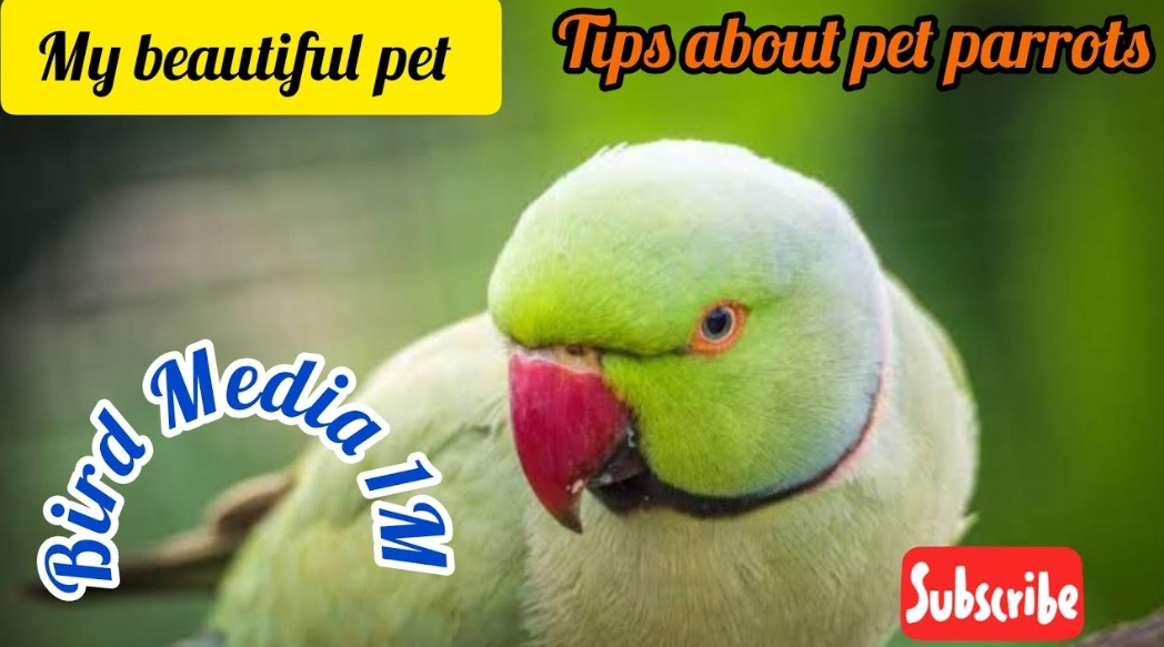 Parrot care guide for beginners