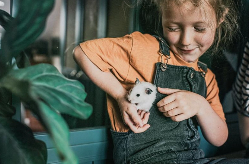 best first pet best first pet