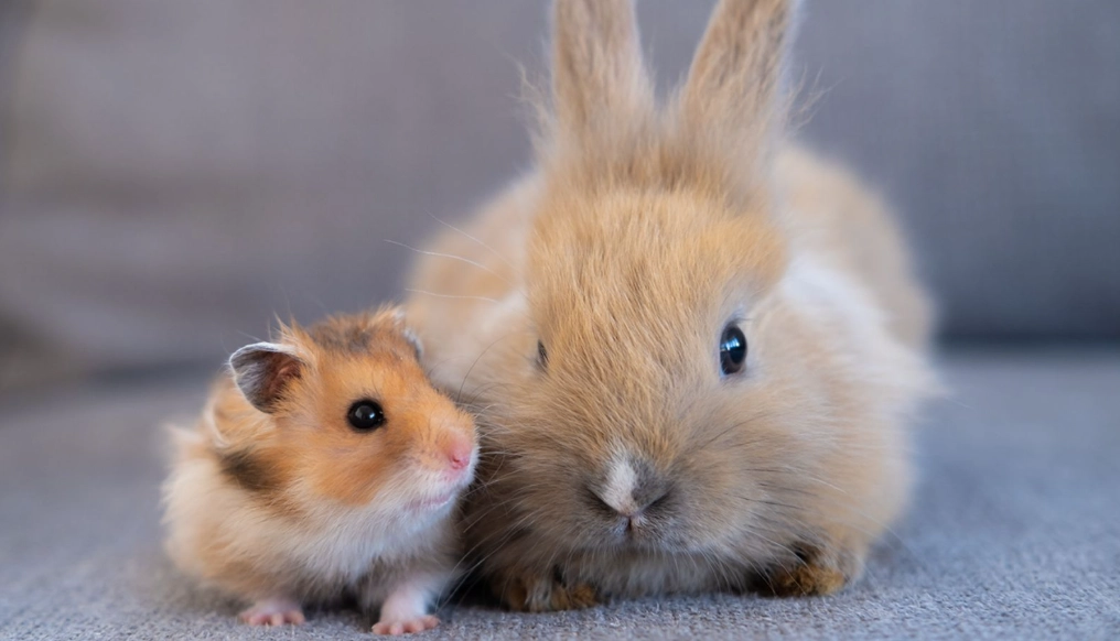 The Ultimate Small Pets List: Choosing Your Perfect Companion