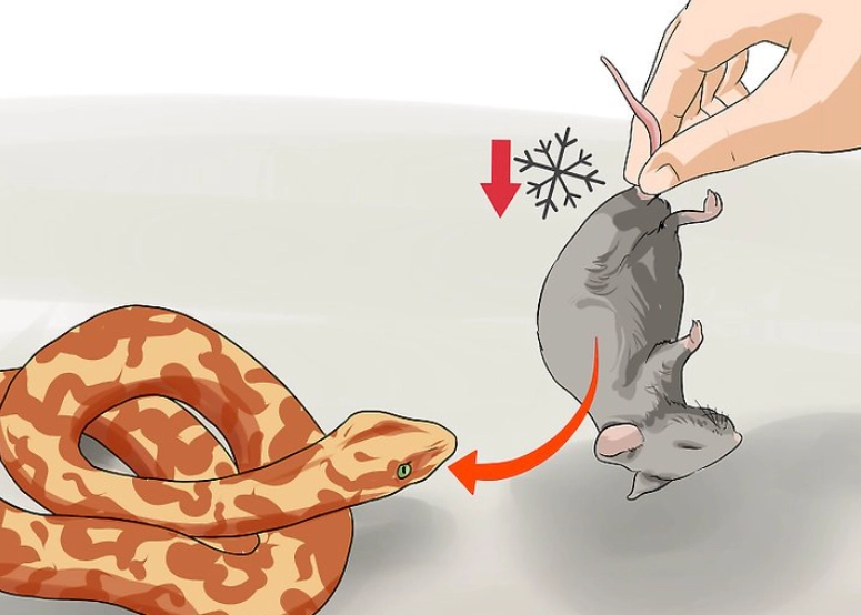 how much to feed a snake