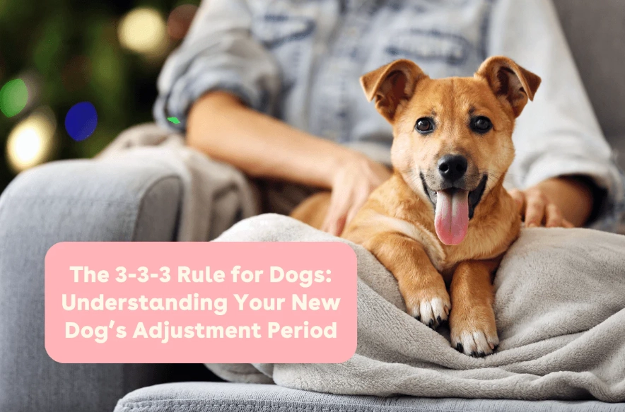 new pet adjustment new pet adjustment