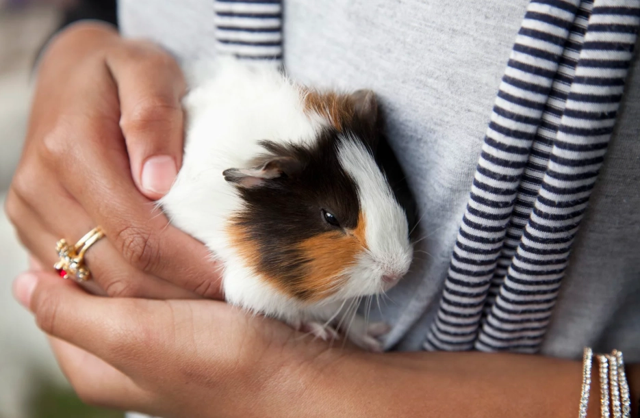 low maintenance small pets low maintenance small pets