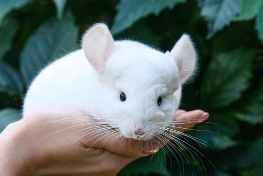 Low maintenance pets that like to cuddle