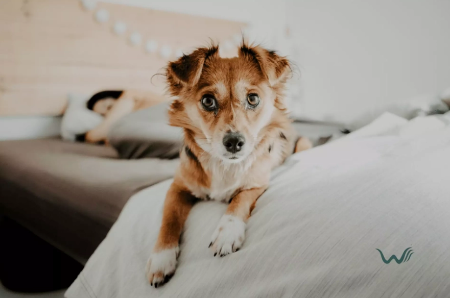 low maintenance pets for anxiety low maintenance pets for anxiety