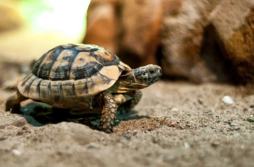 easiest pets to care for