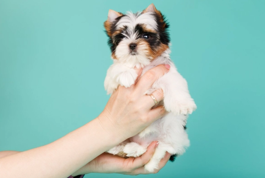 cuddly small animals