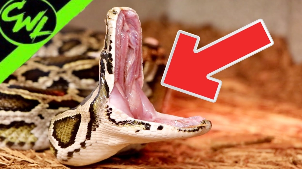 How to tell if a snake is hungry?