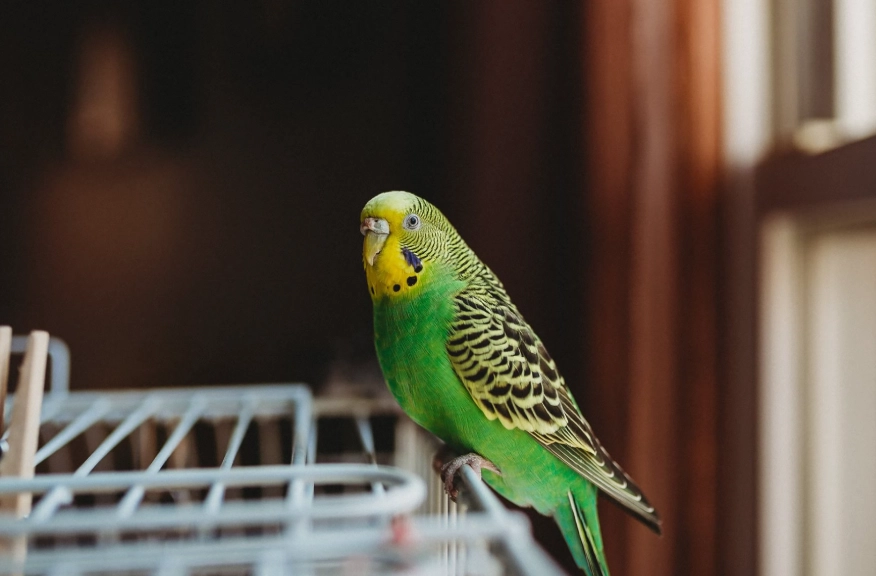 easiest pets to care for