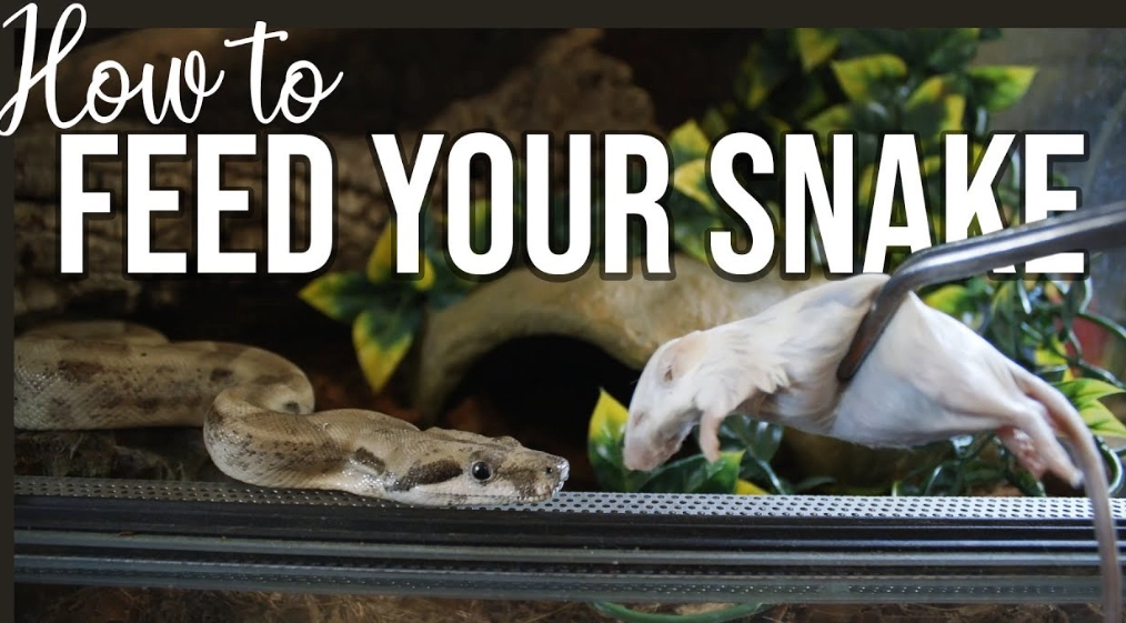 how much to feed a snake