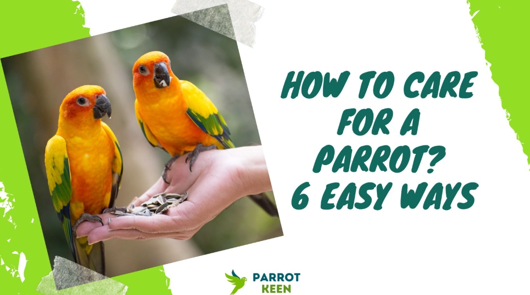 beginner parrot guide
