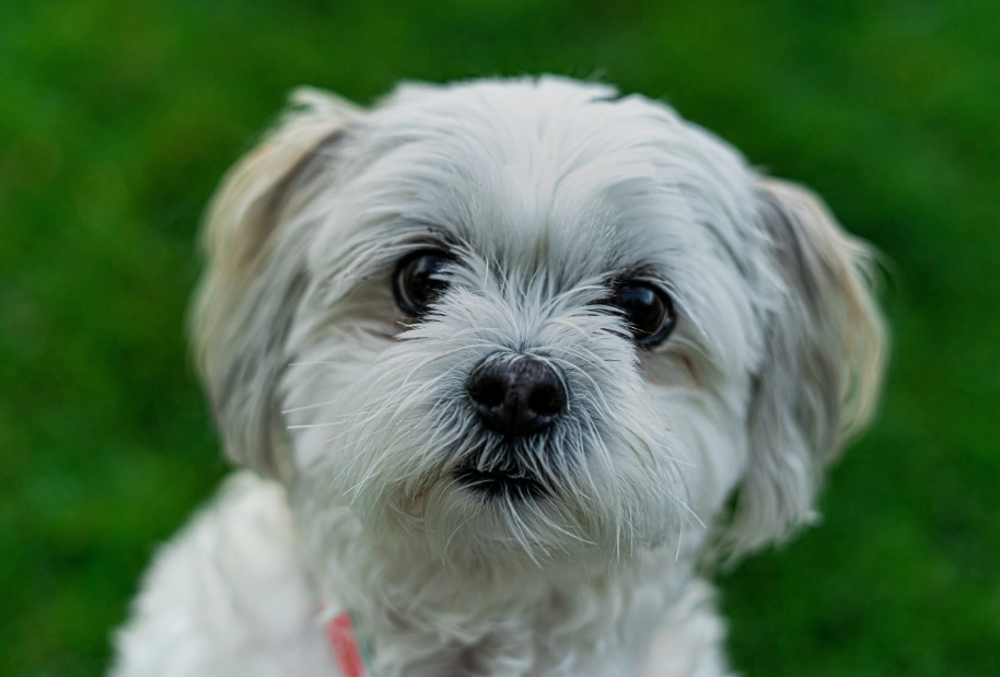 Small Animals That Love to Be Held: Top 5 Cuddly Pets