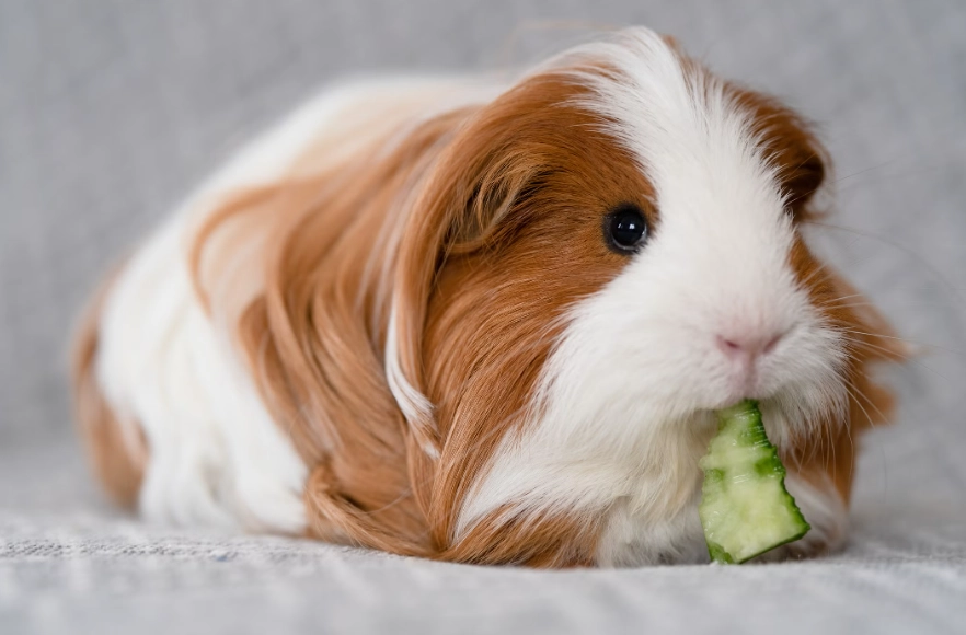 low maintenance pets