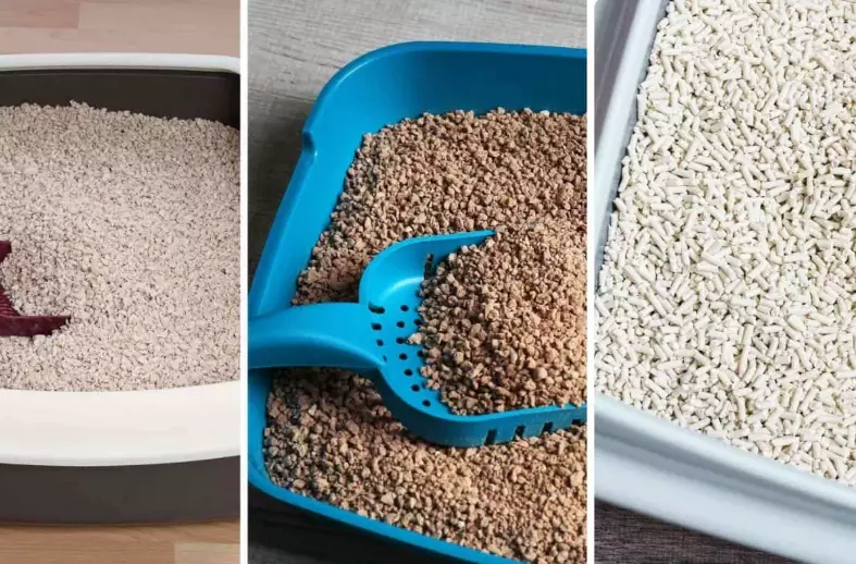 dangerous cat litter