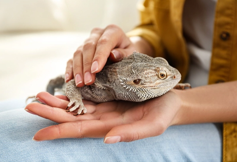 reptile hygiene