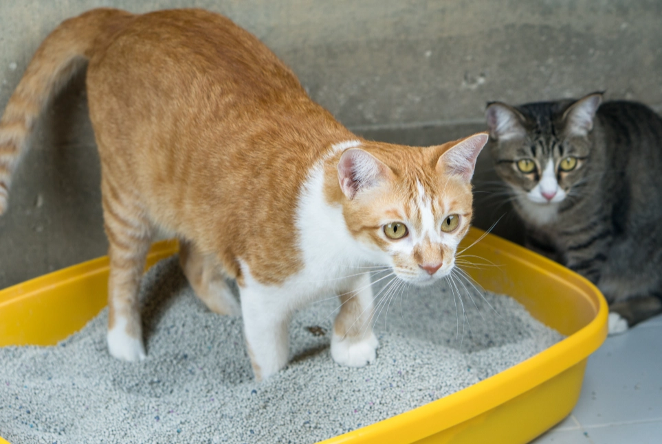 best cat litter veterinarians recommend best cat litter veterinarians recommend