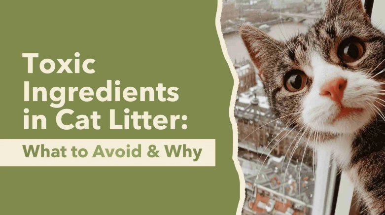 dangerous cat litter