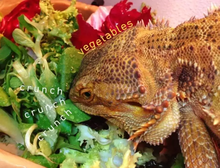 bearded dragon feeding schedule