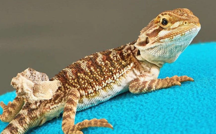 metabolic bone disease bearded dragon metabolic bone disease bearded dragon