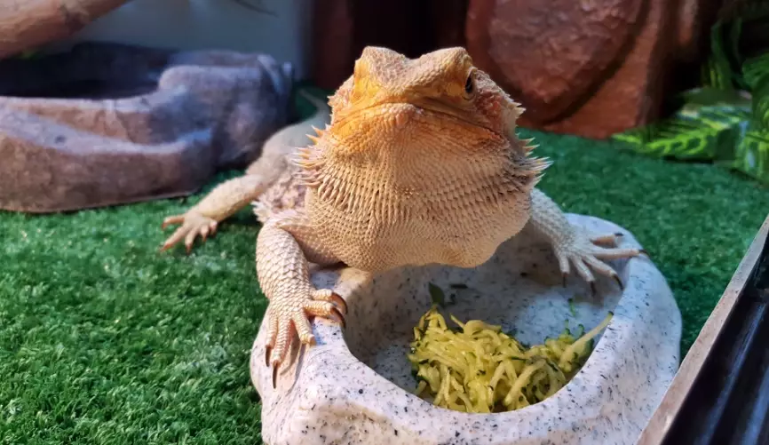 bearded dragon food list