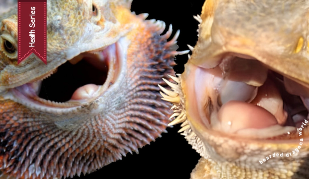 bearded dragon diarrhea bearded dragon diarrhea