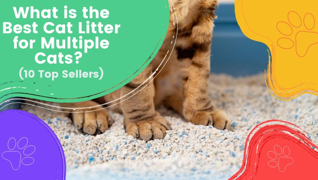 safe cat litter for cats safe cat litter for cats