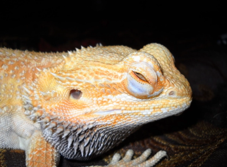 bearded dragon health problems