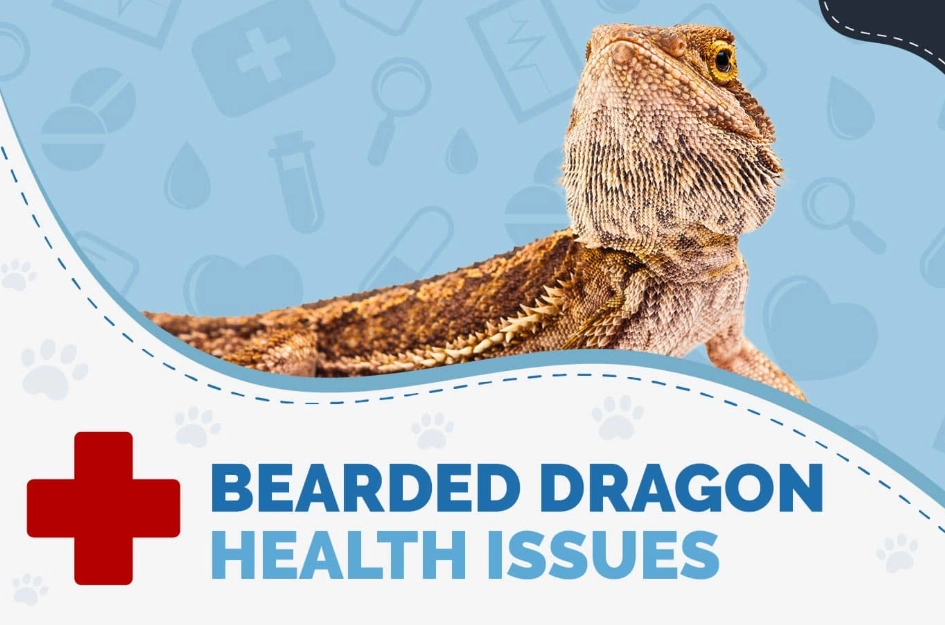 metabolic bone disease bearded dragon metabolic bone disease bearded dragon