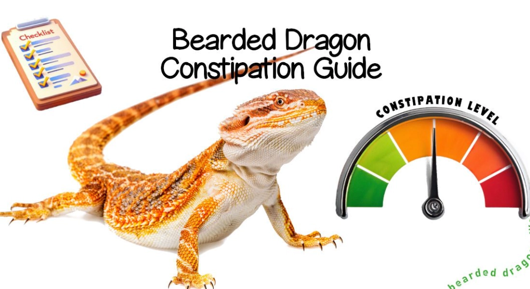 why wash hands after touching a bearded dragon