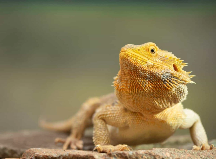 bearded dragon cost