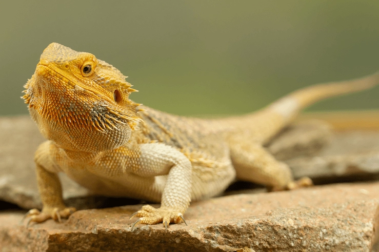 bearded dragon for sale
