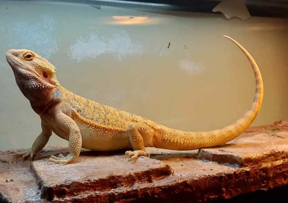bearded dragon health problems bearded dragon health problems