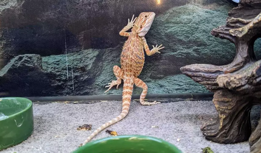 bearded dragon cost