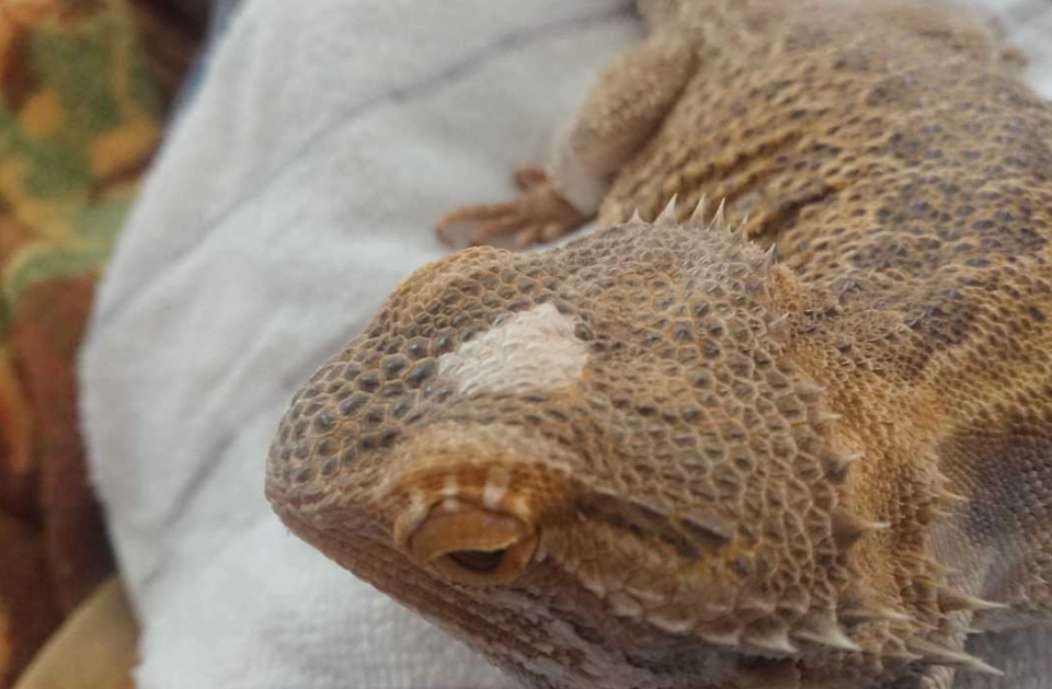 bearded dragon diarrhea bearded dragon diarrhea