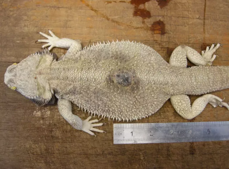 unhealthy bearded dragon symptoms