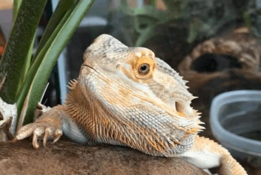 metabolic bone disease MBD