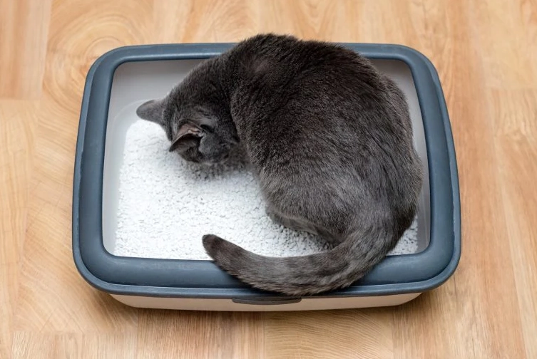 indoor cat litter reviews