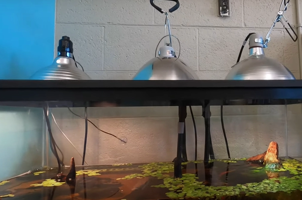 best reptile heating lamp