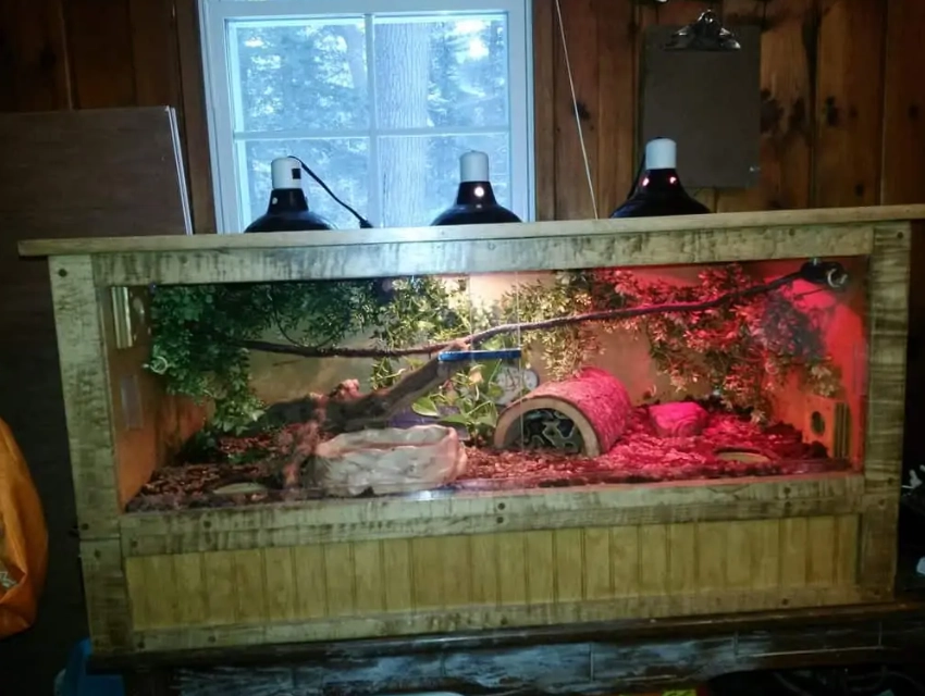 reptile heating guide