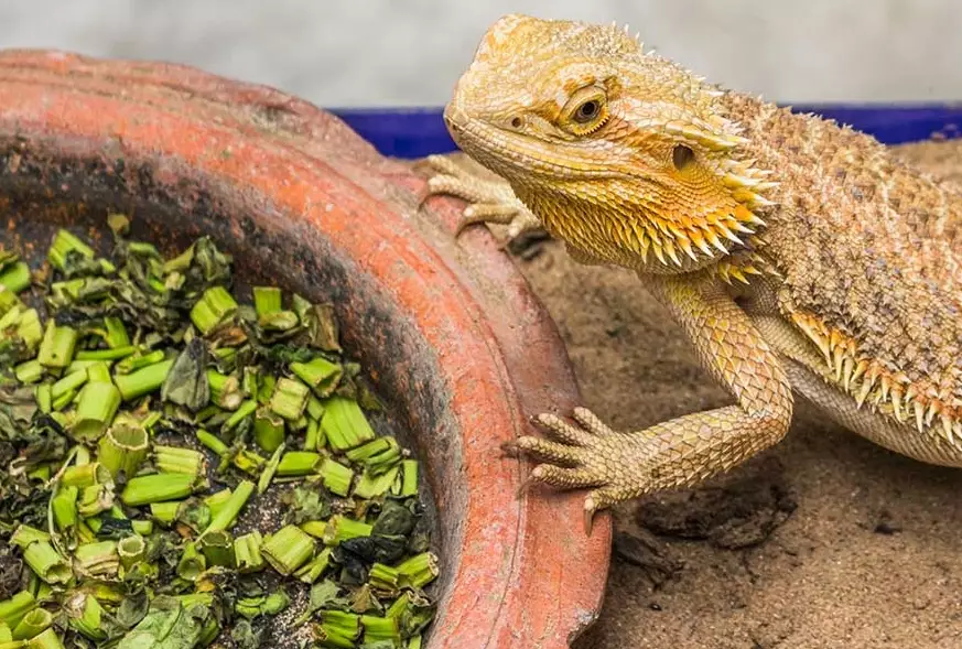 bearded dragon calcium deficiency symptoms
