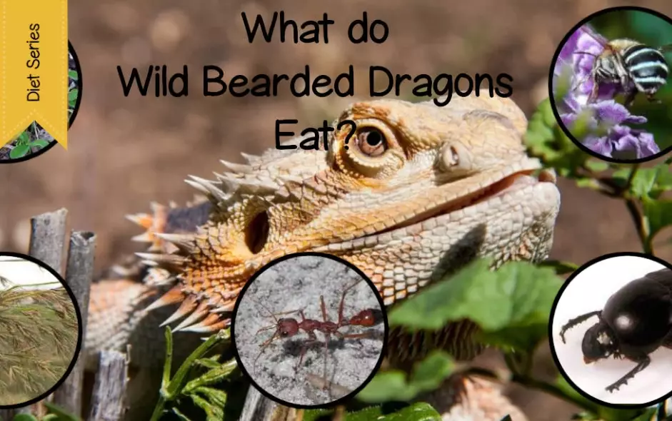 bearded dragon diet