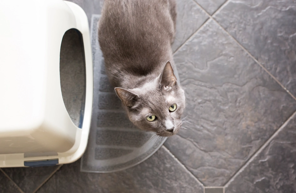 best cat litter for cats