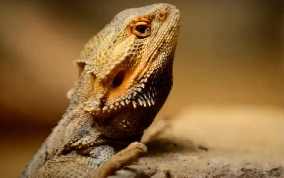 weak limbs bearded dragon