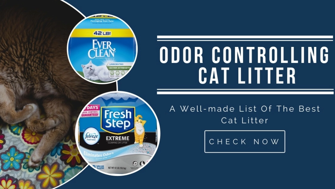 cat litter smell elimination