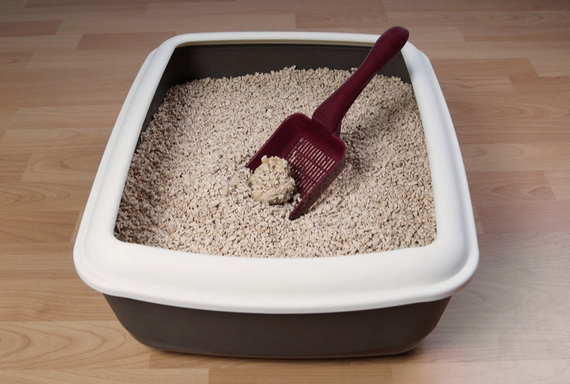 cat litter for multiple cats