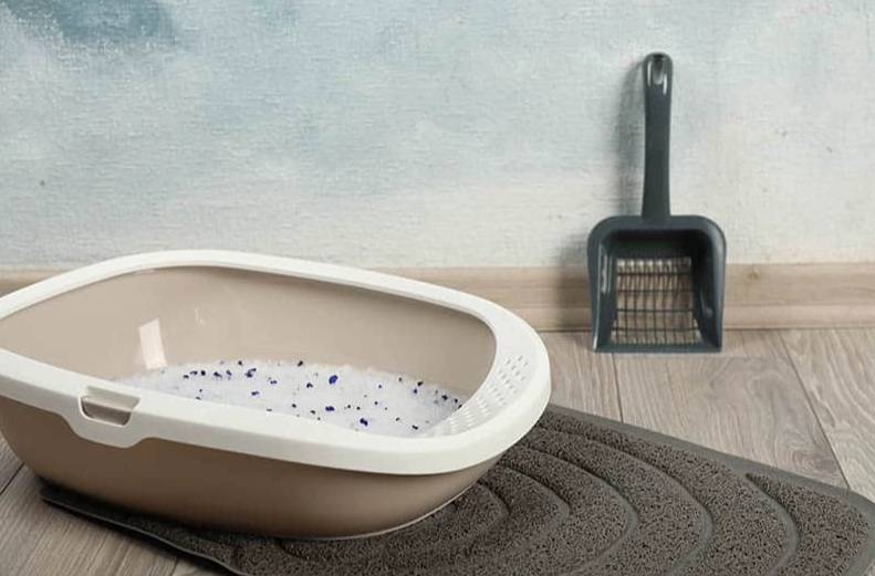 best cat litter for odor control