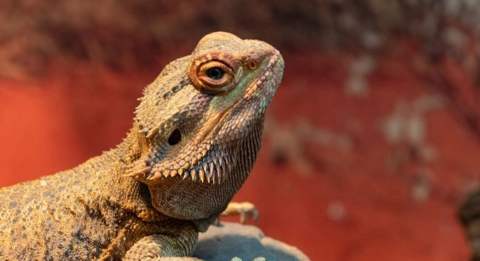 bearded dragon calcium deficiency symptoms