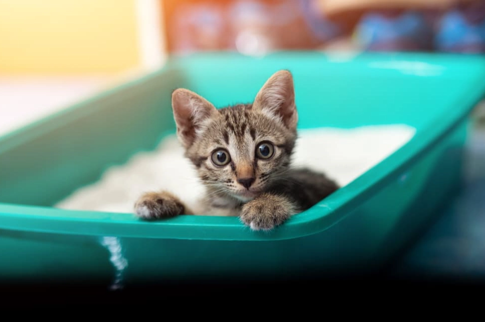 cat litter smell elimination