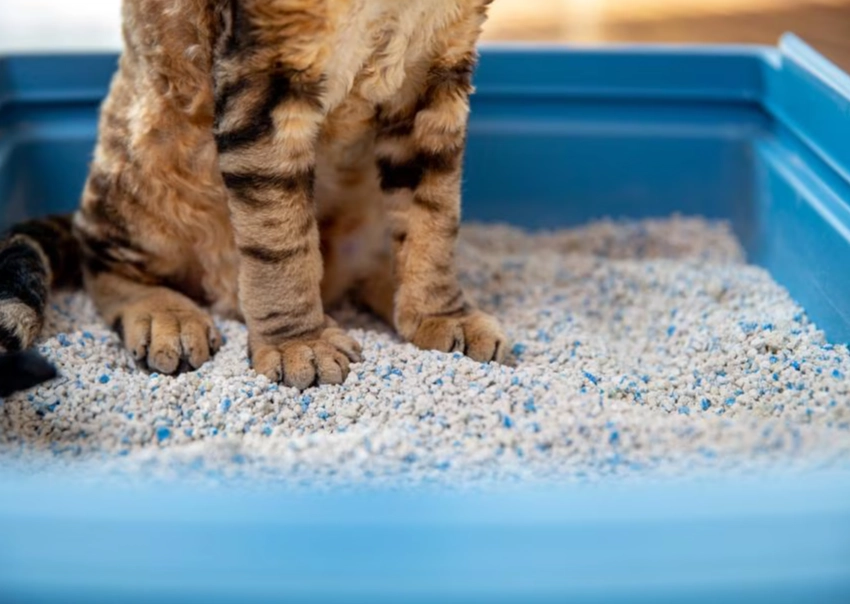 Which is the best cat litter for indoor cats?