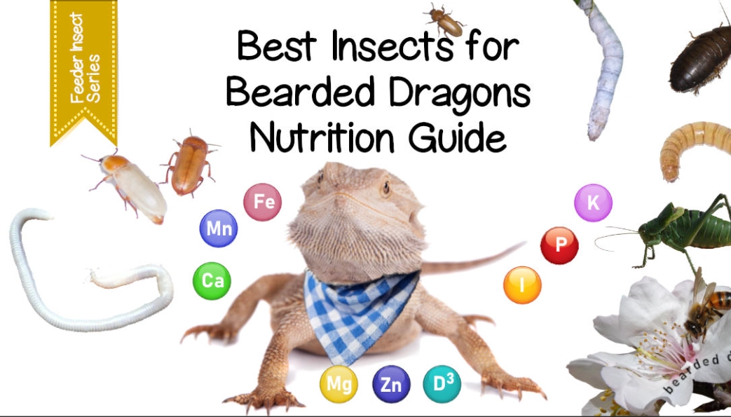 toxic foods for bearded dragons