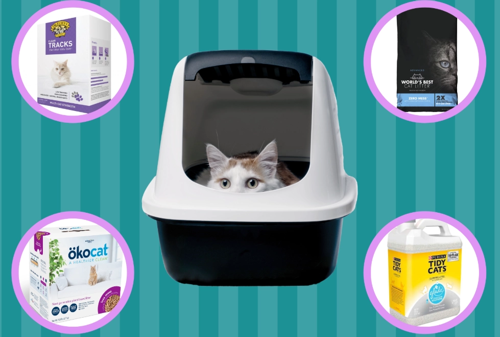 best cat litter for indoor cats